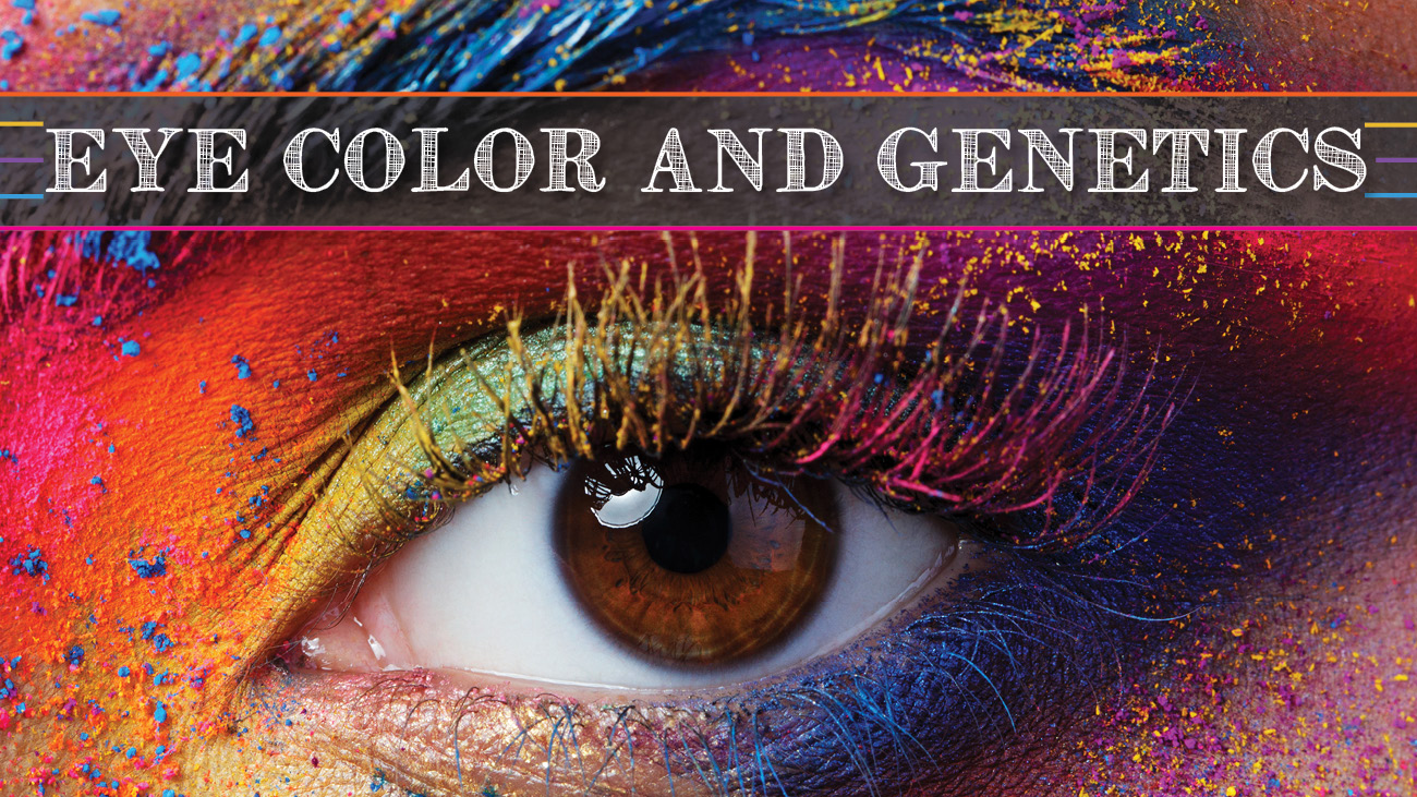 Eye Color Melanin Pigmentation Determines Eye Color
